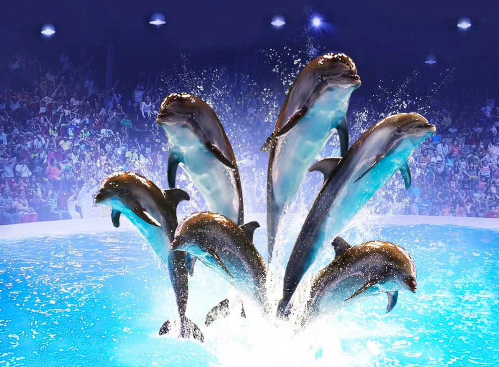 dubai-dolphinarium_emipulse