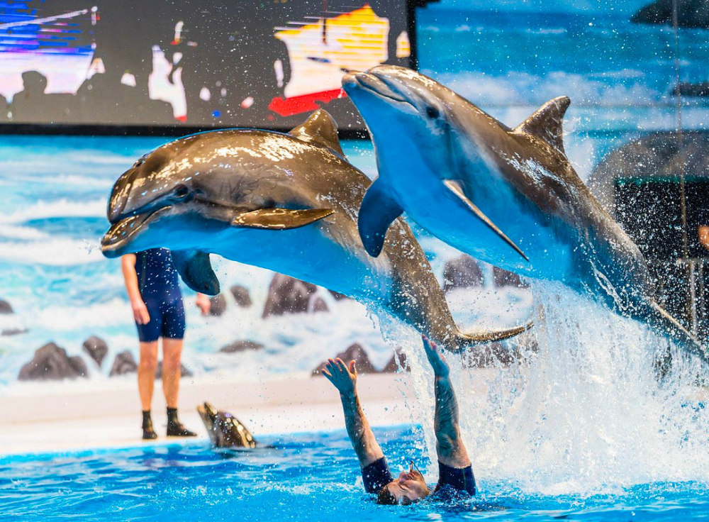 Dolphin Show_Dubai_Dolphinarium