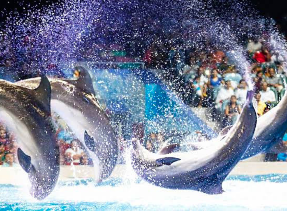 dubai-dolphinarium_emipulse_03