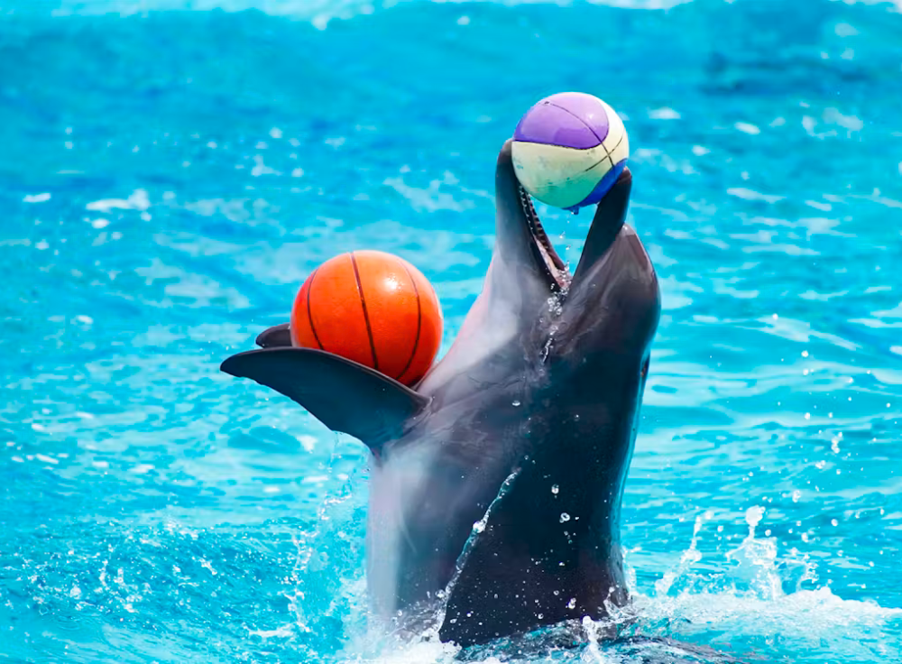 Dolphin Show_Dubai_Dolphinarium