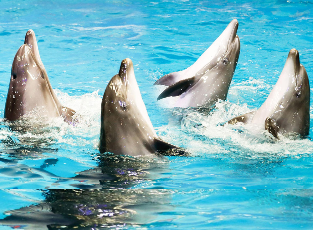 Dubai_Dolphinarium