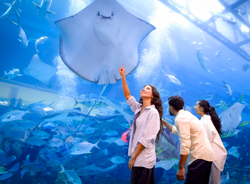 Families enjoying an unforgettable experience at Dubai Aquarium & Underwater Zoo in Dubai Mall.