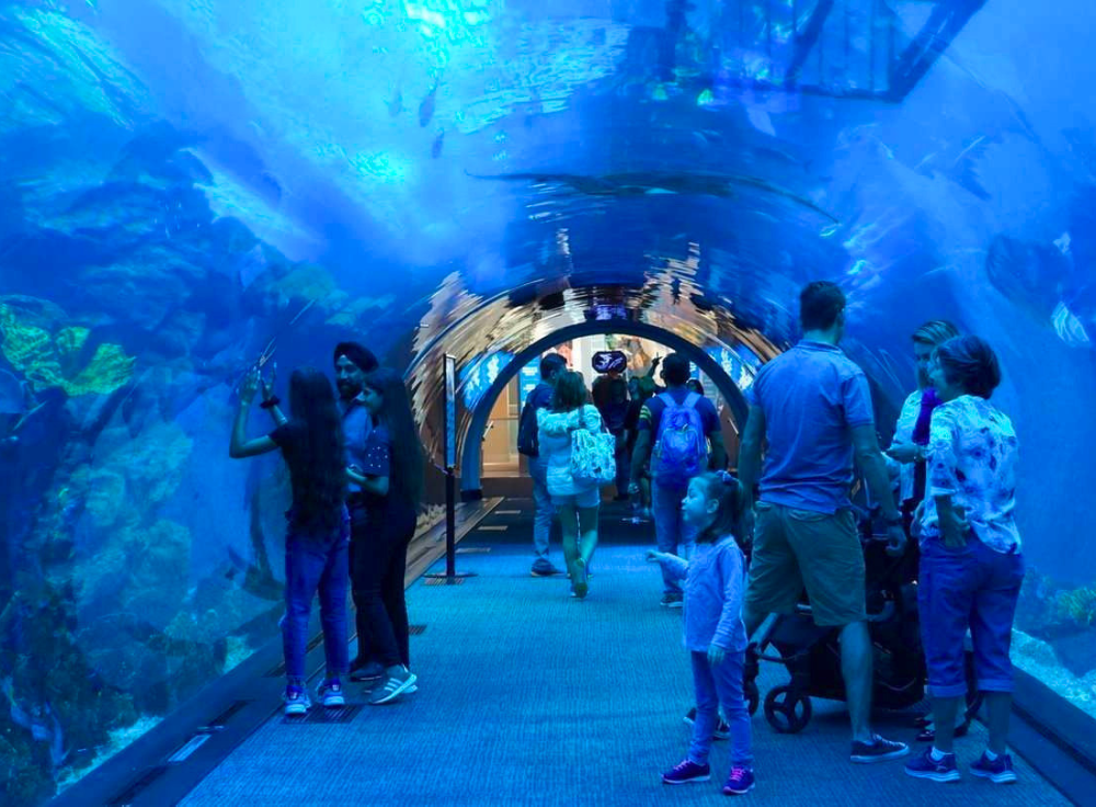 Visitors exploring the Dubai Aquarium & Underwater Zoo at Dubai Mall, Dubai, UAE.
