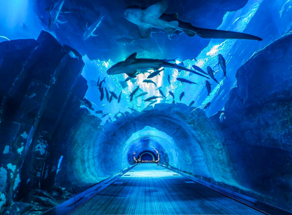 Families enjoying an unforgettable experience at Dubai Aquarium & Underwater Zoo in Dubai Mall.