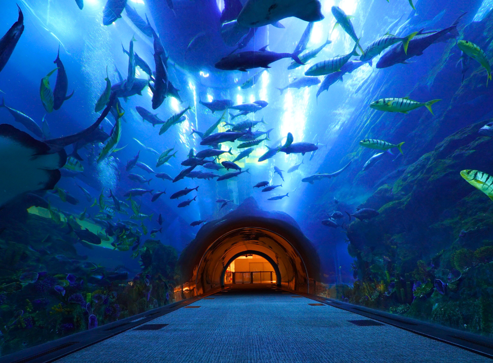 The underwater tunnel at Dubai Aquarium & Underwater Zoo with sharks and colorful marine life.
